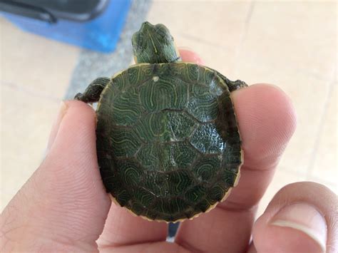 tips for turtle sick cheap 1