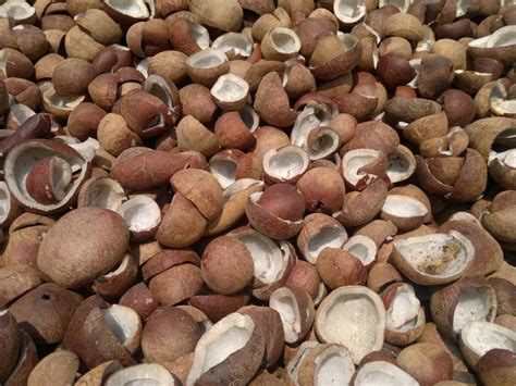 dry coconut copra  oil industry packaging type loose  rs kg