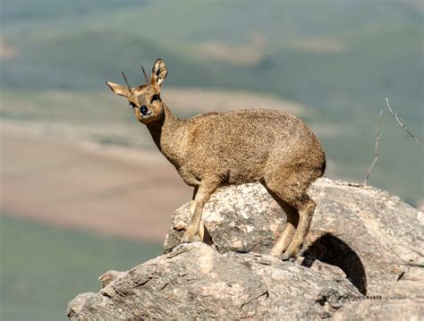 Klipspringer – Chris Baker Photography