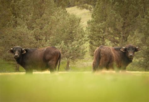 wild animal hunting 4k video