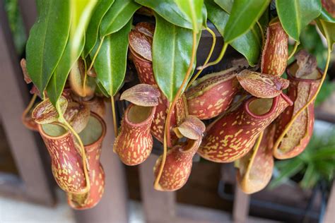 grow pitcher plants   easy insect  home