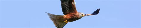 About CRRU UK - Think Wildlife