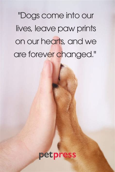 Top 50 Best Dog Missing Quotes That Spark Inspiration - PetPress