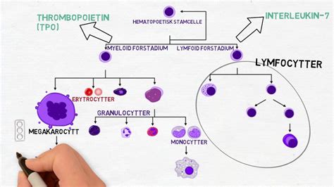 Hvite blodceller - Sammensetning og oppgaver - YouTube
