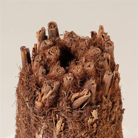 Tree ferns 101: a comprehensive guide to look after your hardy tree ...