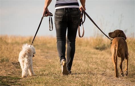 Leash To Walk 2 Dogs Online | www.danzhao.cc