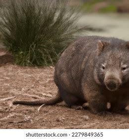northern hairy nosed wombat lasiorhinus krefftii yaminon stock photo