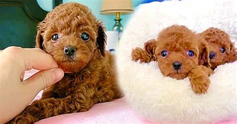 The Cutest Teddy Bear Puppies In Real Life