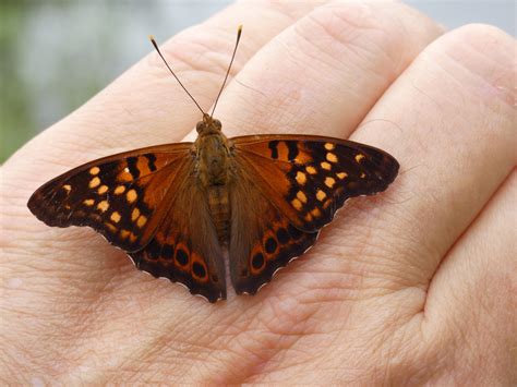 Tawny Emperor : r/insects