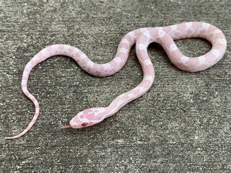Coral Snow Corn Snakes for sale | Snakes at Sunset