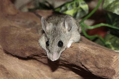 Mouse Animal Photos, Download The BEST Free Mouse Animal Stock Photos