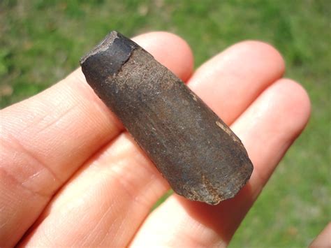 Choice Juvenile Sloth Tooth | Recently Sold | FOSSILS | Prehistoric Florida