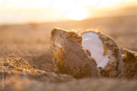 open oyster shell Stock Photo | Adobe Stock