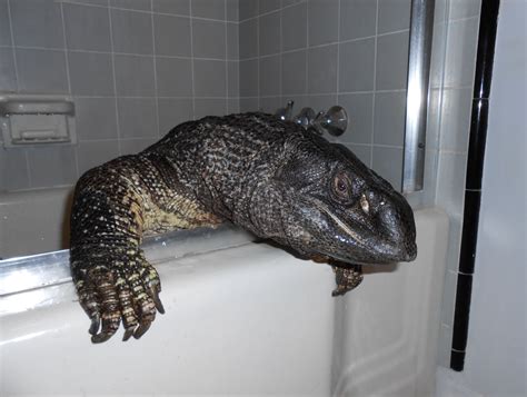 Big Boy wants to get out of the tub. Black Throat monitor owned by my
