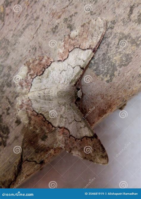 Perfect Butterfly Camouflage Stock Image - Image of wallpaper