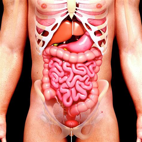 Male Anatomy #138 by Science Photo Library