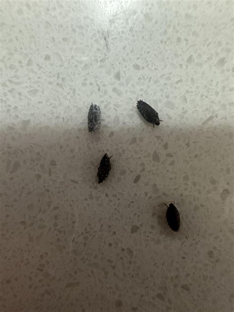 what are these bugs i found in my bathroom sink drain? : r/whatbugisthis
