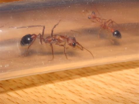 Myrmecia pavida - Адский муравей | Клуб Любителей Муравьев