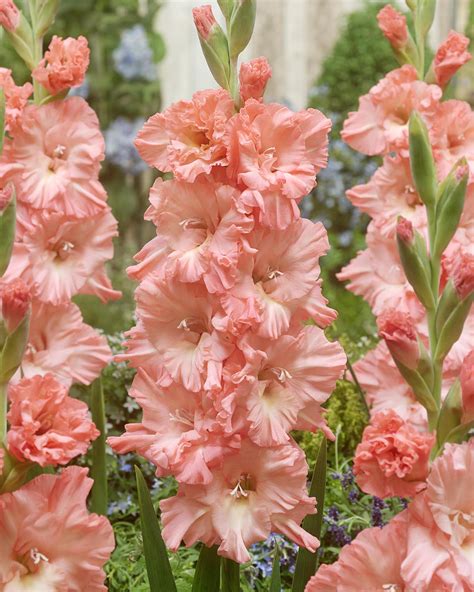 gladiolus blushed  bulbscorms buy gladioli   farmer