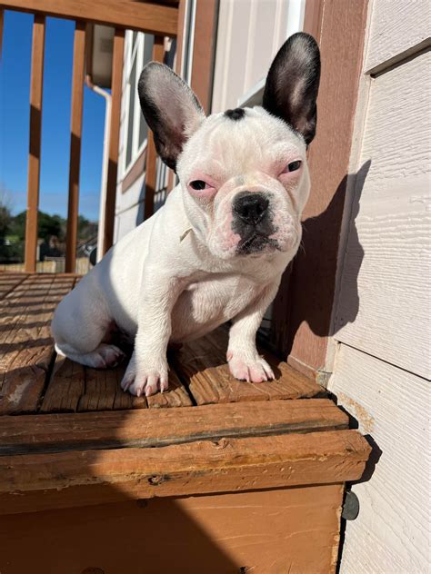 Are French Bulldogs Good With Kids Canna Pet