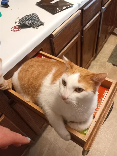 Petting cute British shorthair cat Ritchie : r/gingerkitty