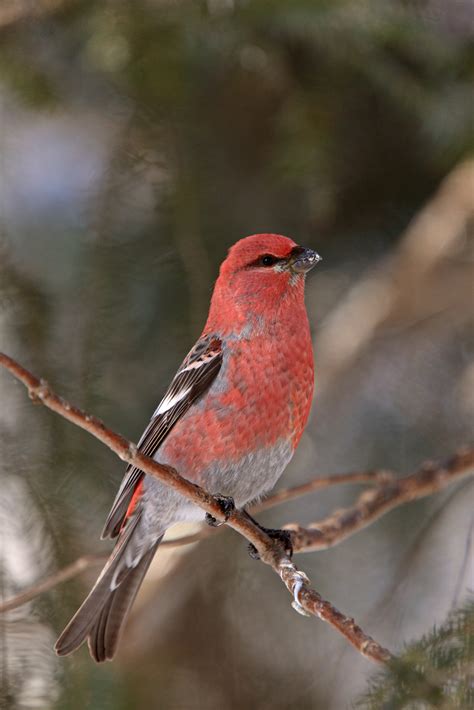 8 Types of Red Birds in Ontario, Canada (with Pictures)