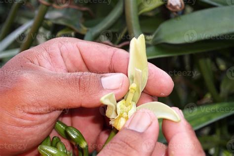plantation de vanille sur l'île de tahaa en polynésie française