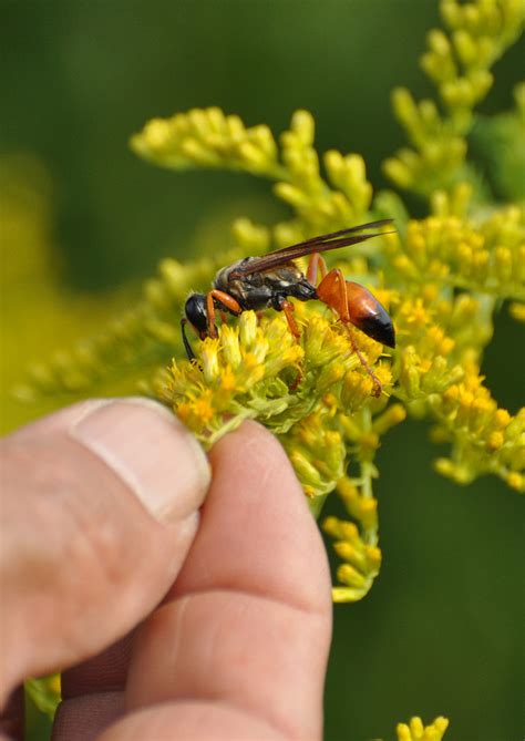 Tall Goldenrod Roots | Native American Seed