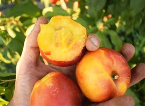 Нектарин Ванг-8