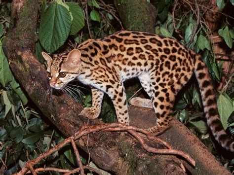 margay cat facts size habitat diet kitten pictures