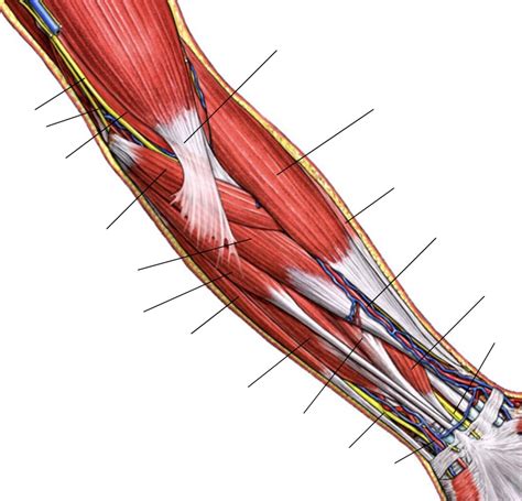 anterior elbowforearm  diagram quizlet