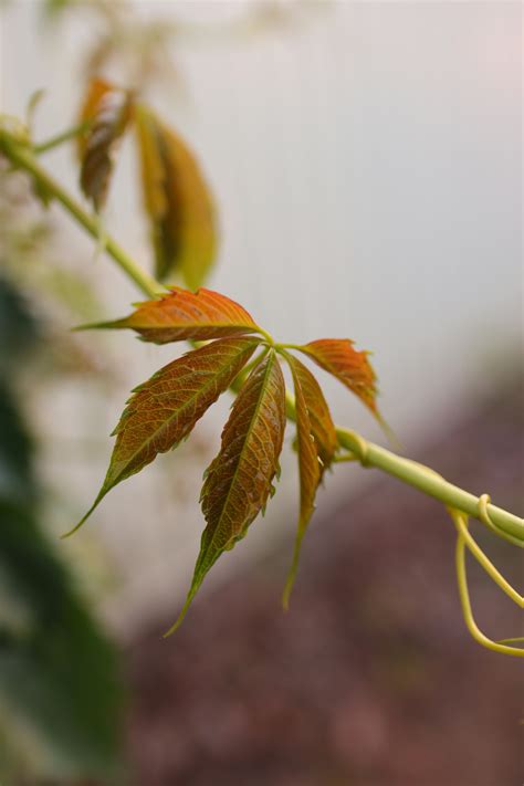 ivy leaf   branch  stock photo