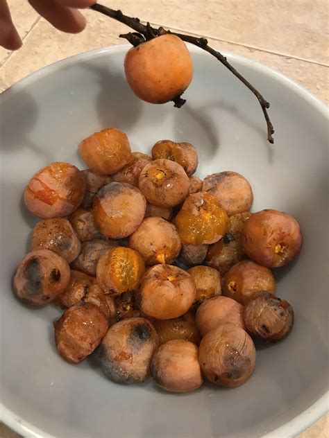 511 best Persimmons images on Pholder | Foraging, Gardening and Most