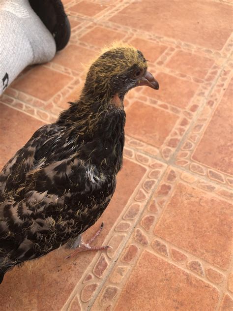 Healthy except for this pea-sized lump : r/pigeon