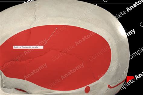 Origin of Temporalis Muscle | Complete Anatomy
