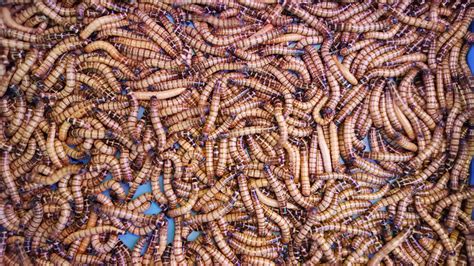 Annelids Examples