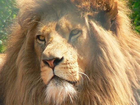 The Biggest Lion Airlift Ever to Send Dozens of Big Cats to Africa