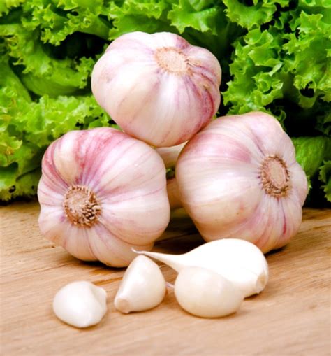 Чеснок польза и вред вкусовые особености + Фото: Кулинарика