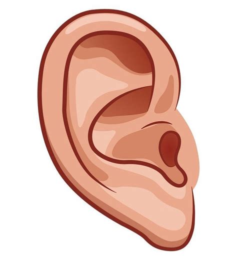 an ear icon in cartoon style on a white background stock photo - 1307895