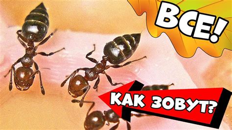 Муравьи - обзор всех колоний! - YouTube