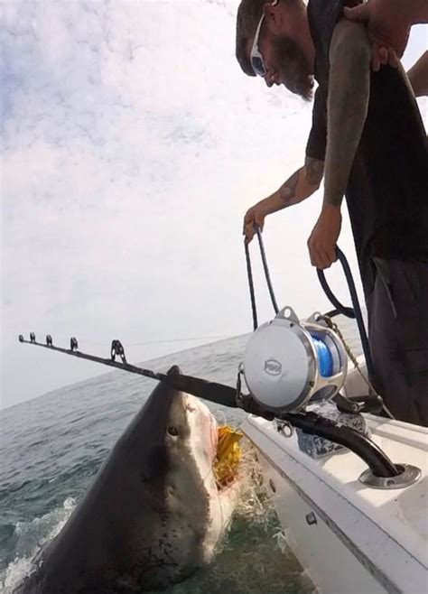Real-life ‘Jaws!’ Video shows great white shark stealing N.J. fishermen