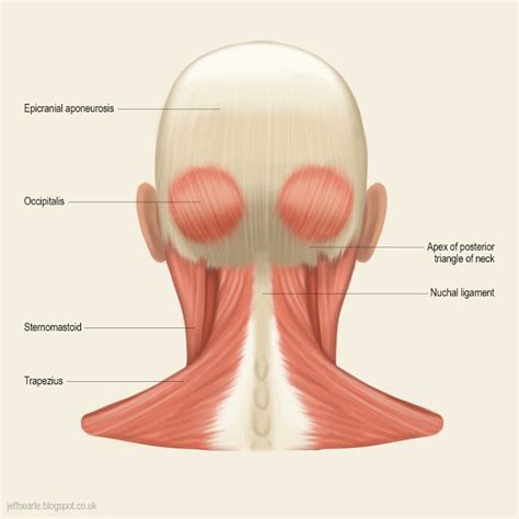 Neck Muscle Anatomy, Anatomy Back, Head Anatomy, Anatomy Study, Head ...