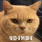 200+ รูปภาพตลกๆ กวนๆ ฮาๆ ขำๆ ฟรี เอาไว้ใช้ในเฟส ในโซเชียล