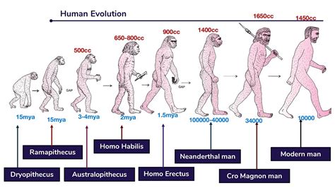 evolution  modern man  science notes