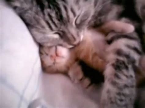 Adorable: Mama cat hugs her baby kitten - CBS News