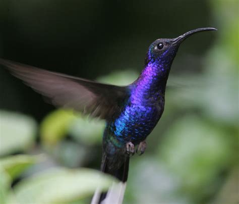 humbird – Harmony Blog