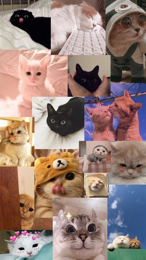 20 Best cute cat wallpaper aesthetic laptop You Can Download It Free Of ...