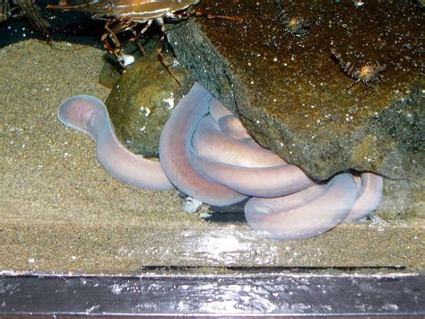 The Online Zoo - Pacific Hagfish