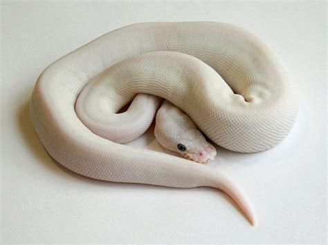 super spider ball python