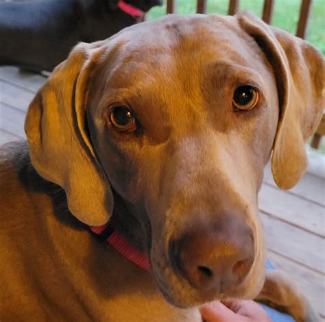 Available Weims – Louisville Weimaraner Rescue Inc.